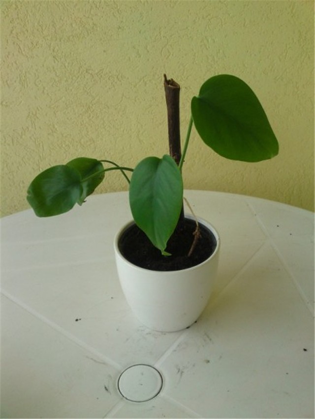 monstera